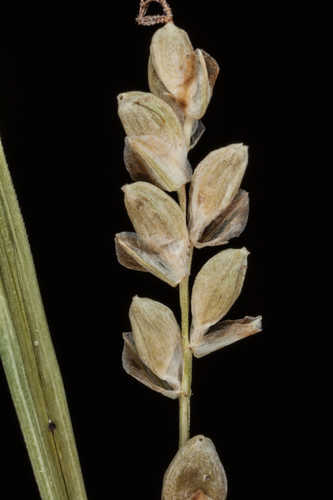 Carex tetanica #4